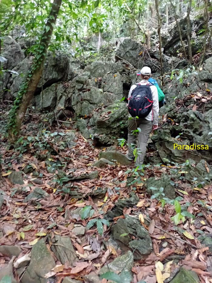 Trekking and hiking at the Cuc Phuong National Park in Ninh Binh, Vietnam Trekking and hiking at the Cuc Phuong National Park in Ninh Binh, Vietnam
