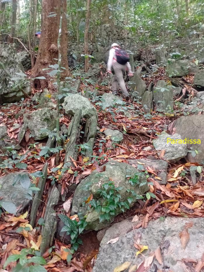 Trekking and hiking at the Cuc Phuong National Park in Ninh Binh, Vietnam Trekking and hiking at the Cuc Phuong National Park in Ninh Binh, Vietnam