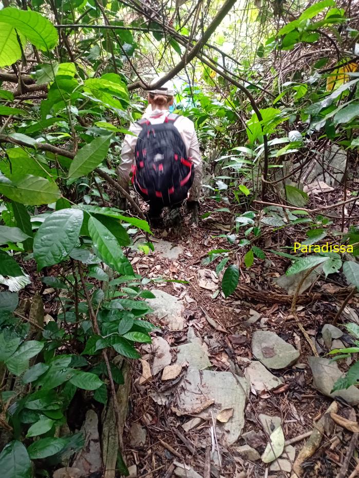 Trekking and hiking at the Cuc Phuong National Park in Ninh Binh, Vietnam Trekking and hiking at the Cuc Phuong National Park in Ninh Binh, Vietnam