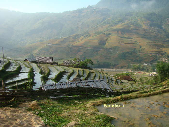 Rice terraces and mountains near the Ban Ho Village in Sapa