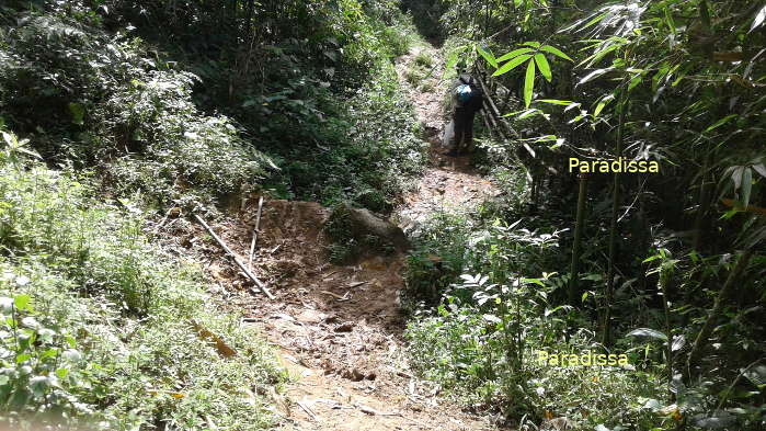 A trail amid forest on the trekking tour to the summit of Mount Fansipan in Sapa Vietnam