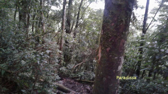 Forest on the way down from the basecamp on Mount Fansipan