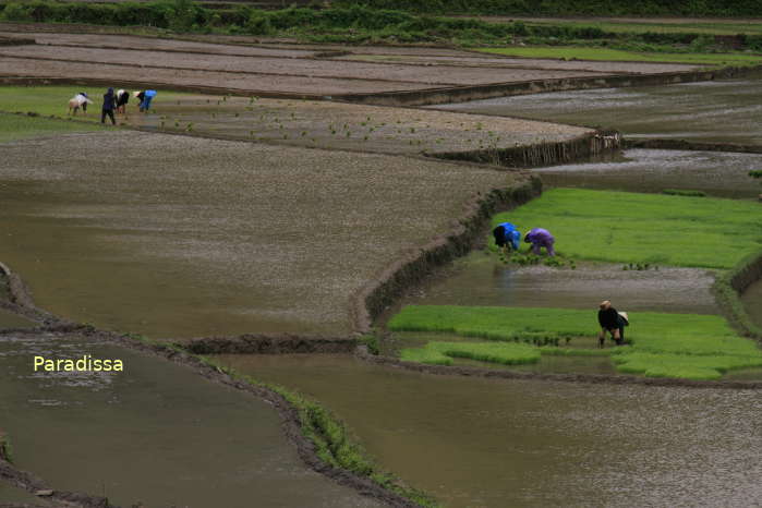 Farming at Muong Tac