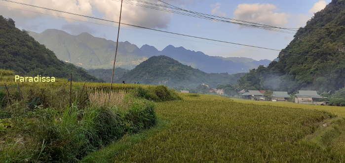 Golden rice terraces agaist green mountain backdrop at Pu Luong