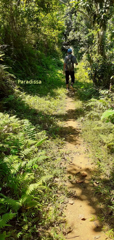 Then the trail goes through a forest under the canopy of trees