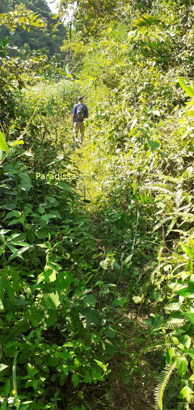 A trekking trail amid forest at Pu Luong