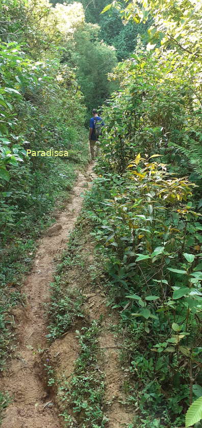 A lovely trail through a forest at Pu Luong Nature Reserve