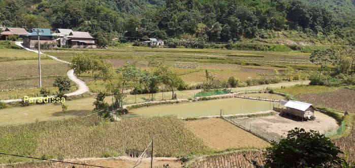 Nua Village rice fields