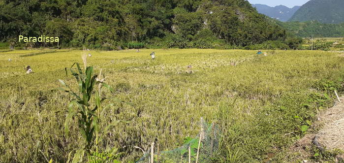 Then comes a valley with rice fields and lovely mountain views