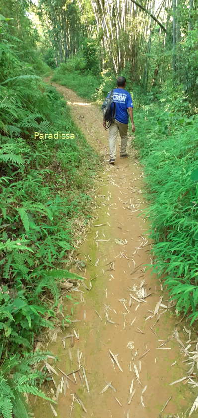 The path passes through a bamboo forest