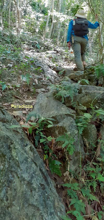 For most of today, we trek uphill on steep, slippery, rocky paths in a dense forest