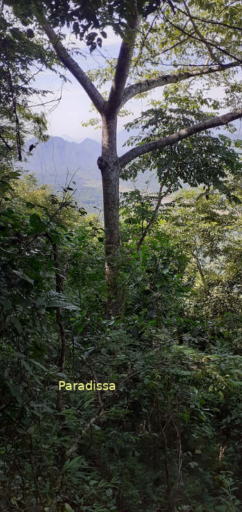 View from a trekking path through the dense forest of the Pu Luong Nature Reserve