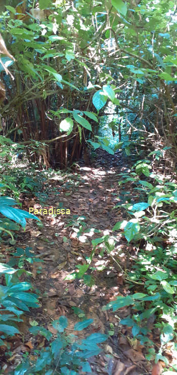 A tiny path through dense forest at Pu Luong Nature Reserve