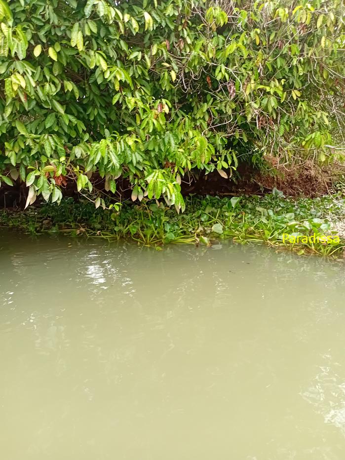 A family trip to Cai Be, Tien Giang Province in southern Vietnam