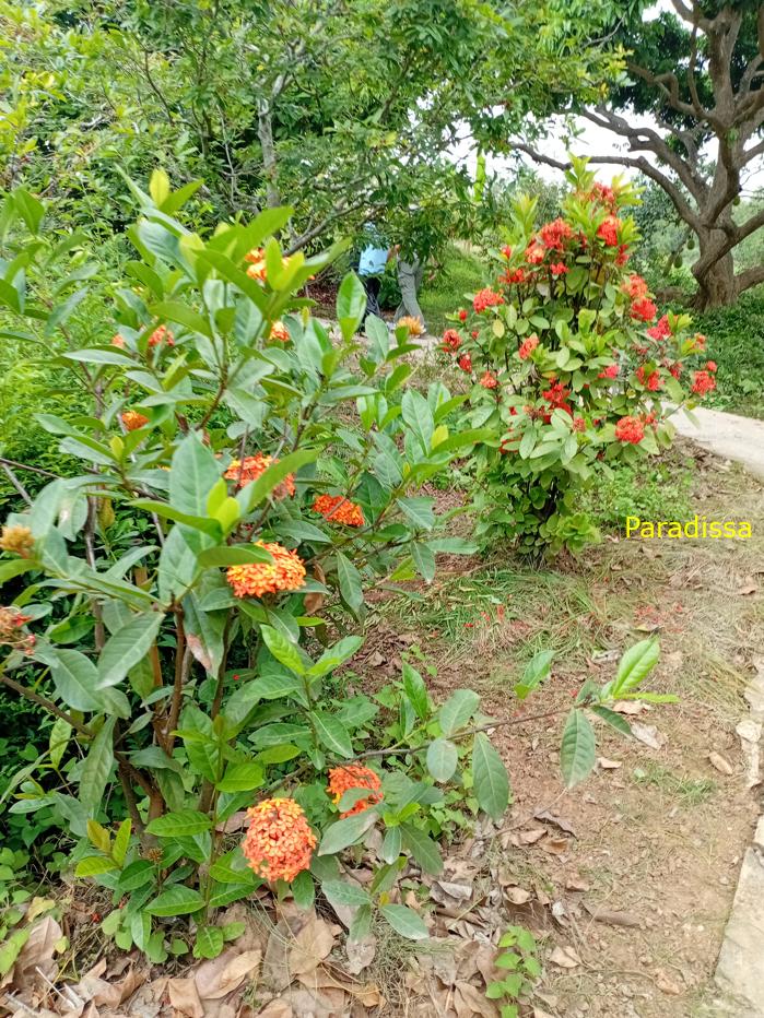 Family vacation in Vinh Long in the Mekong Delta in southern Vietnam Family vacation in Vinh Long in the Mekong Delta in southern Vietnam