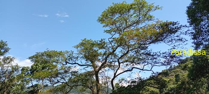 Tam Dao Nature Tour